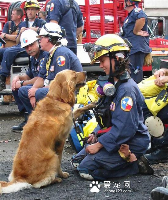 这是最后一只911搜救犬，祝它16岁生日快乐！