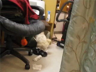 一只发现自己的犯罪事实被录像后的小狗..