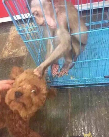 猴子欺负泰迪