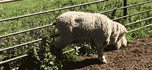 别看老子腿短，也可以当牧羊犬呢！