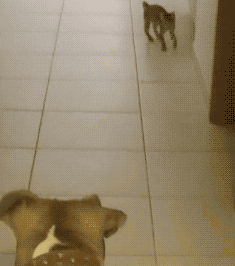 一只逗比的喵。。。