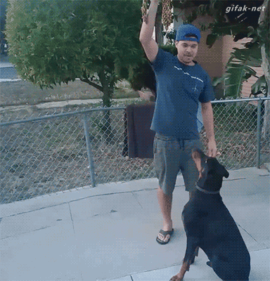 让汪星人蹿到你怀里来的办法