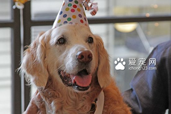 这是最后一只911搜救犬，祝它16岁生日快乐！