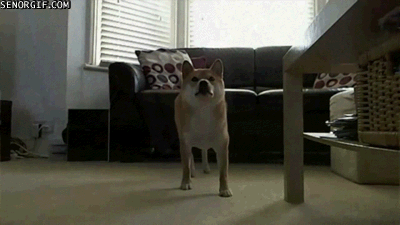 汪星人，你有种点行不？看你怕的那怂样儿