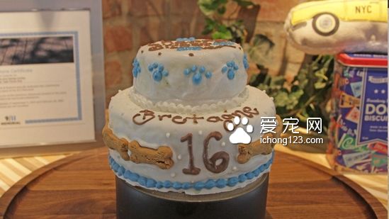 这是最后一只911搜救犬，祝它16岁生日快乐！