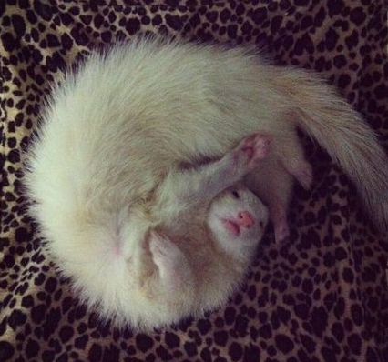 这睡姿太销魂了