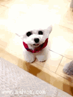 你又抢我镜头！