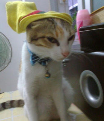 这是新鲜的袜子，有鱿鱼味的