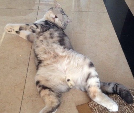 这是猫界的艳照门吗