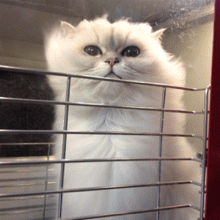 看老衲风中凌乱的毛发多潇洒~