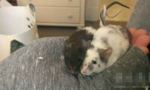 这样秀恩爱，地球人完全做不到啊！