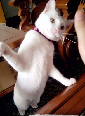 来，麻麻，Givemefive