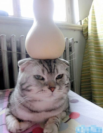 不许他么说我是葫芦猫