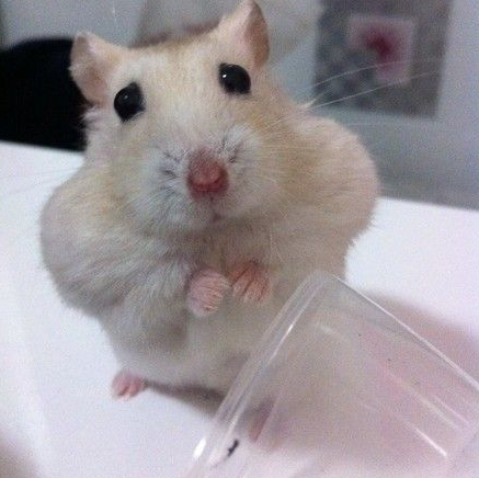 还能再来点么？拜托拜托