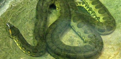 水蚺蛇