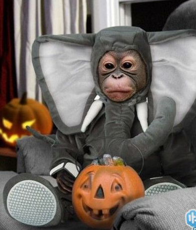 猴哥，不取经去，怎么弄这样