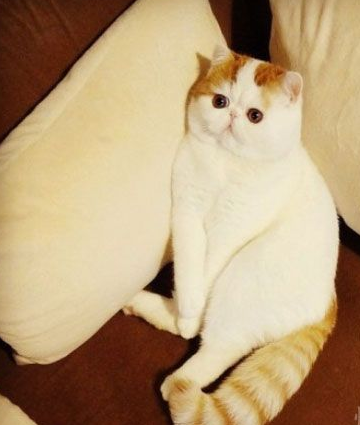 大脸猫大脸猫爱吃鱼