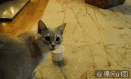 看我给大家演示什么叫傻喵喝水，艾玛谁把灯关了！