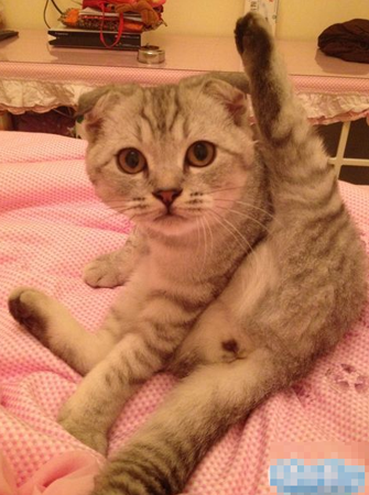 这电视里的体操我也会