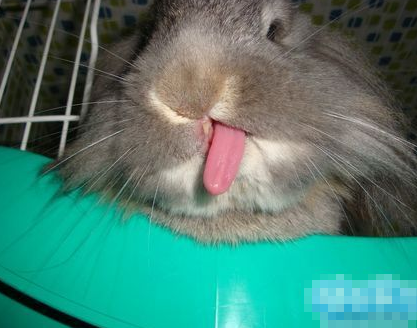 要就吐条大的舌头