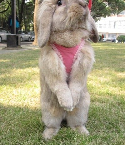 兔兄弟，你怎么把你麻麻的内裤偷出来了？