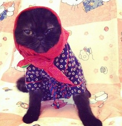 一穿衣服就傻掉不会走路的猫外婆来了