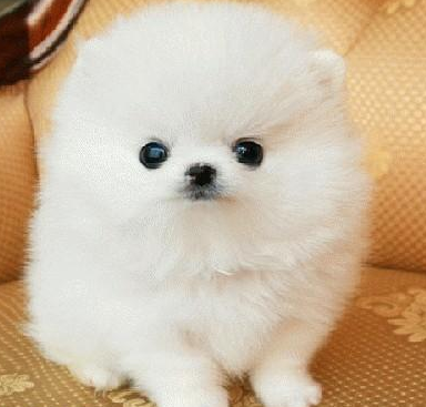 undefined{{pos:,w:,h:}}