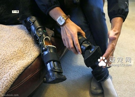 罗威纳犬装义肢变身“机器狗”