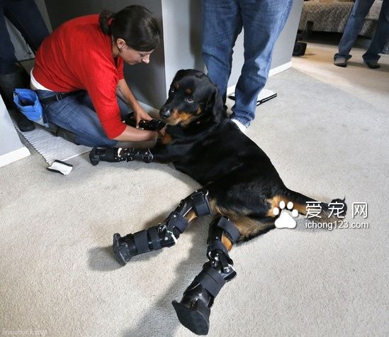 罗威纳犬装义肢变身“机器狗”