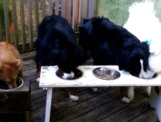 吃别汪的饭，让别汪无饭可吃