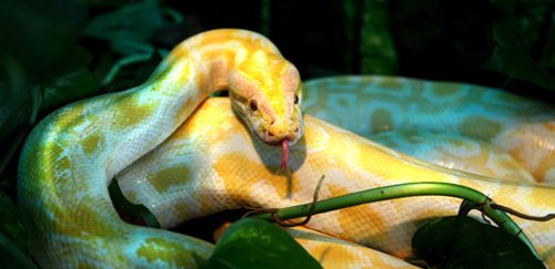 黄金蟒