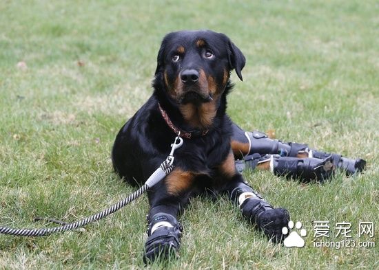 罗威纳犬装义肢变身“机器狗”