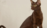 哈瓦那棕猫多少钱 它们全身呈棕色