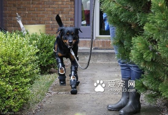 罗威纳犬装义肢变身“机器狗”