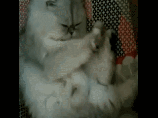 看本喵的咏春拳！