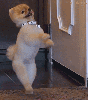 狗狗学人走路的样子