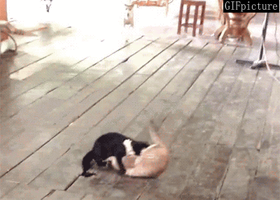 汪星人为了维护邻里间和 谐，也是操碎了心