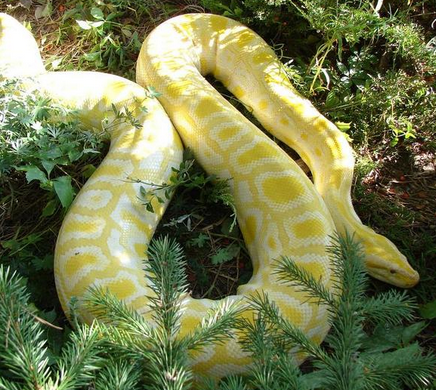 undefined{{pos:,w:,h:}}