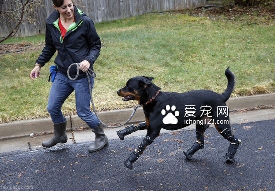 罗威纳犬装义肢变身“机器狗”