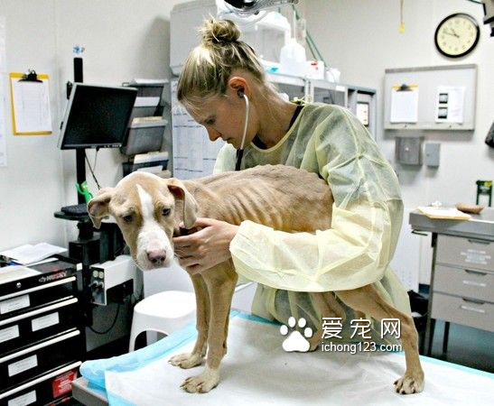 枯瘦如柴的流浪狗被救助 让人心疼