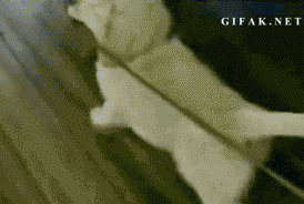 这字幕神了。。。