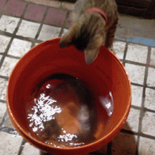 都是给我的么？好美味的样子~