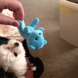 人与汪之间的信任去哪儿了