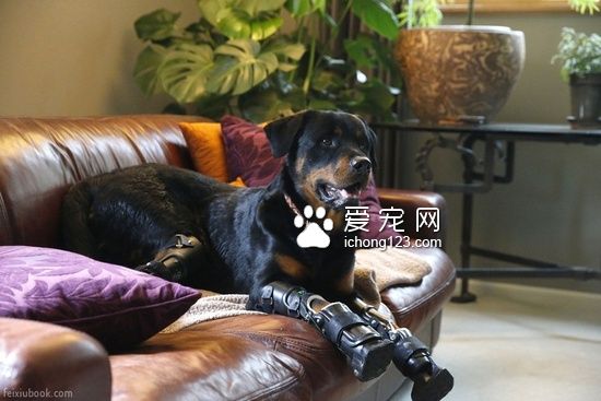 罗威纳犬装义肢变身“机器狗”