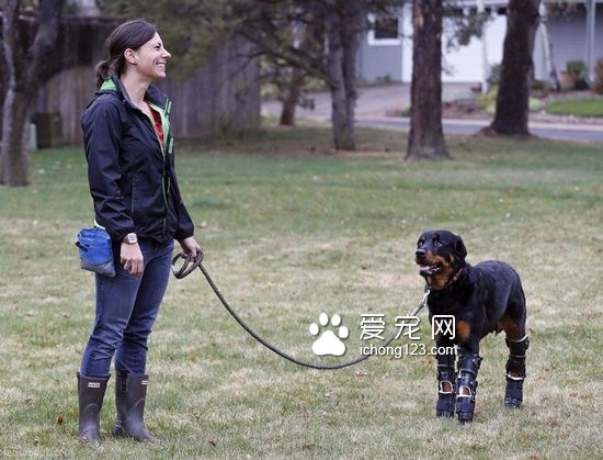 罗威纳犬装义肢变身“机器狗”