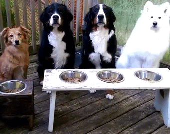 别人碗里的就是好吃