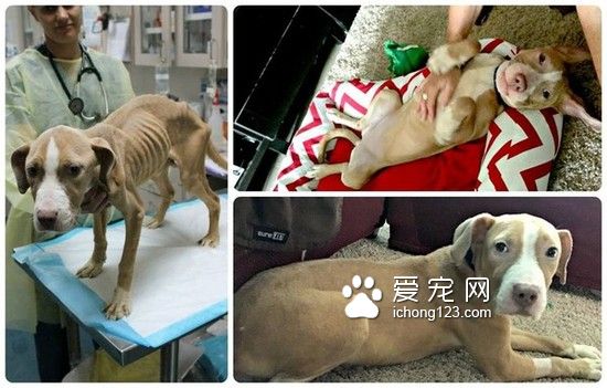 枯瘦如柴的流浪狗被救助 让人心疼