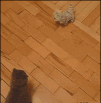 看本喵的无敌剪刀腿