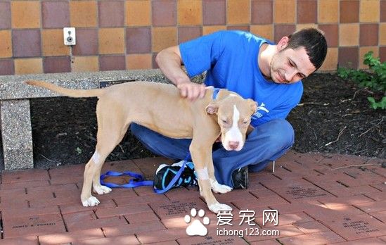 枯瘦如柴的流浪狗被救助 让人心疼