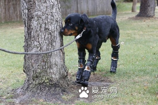 罗威纳犬装义肢变身“机器狗”